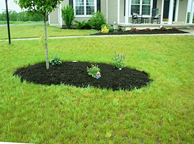 Yard Improvement