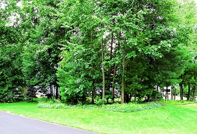 Side Yard